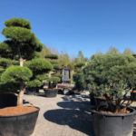 Tvarovan&eacute; stromy Impeka 2018 - 30