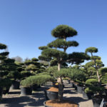 Tvarovan&eacute; stromy Impeka 2018 - 31