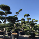 Tvarovan&eacute; stromy Impeka 2018 - 32