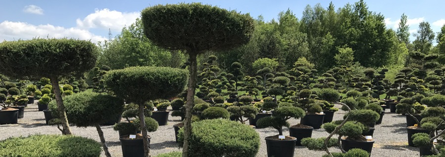 Tvarovan&eacute; okrasn&eacute; stromy - Impeka