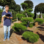 Stromy na plant&aacute;ž&iacute;ch - 38