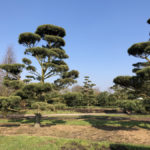 Stromy na plant&aacute;ž&iacute;ch - 39