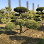 Stromy na plant&aacute;ž&iacute;ch - 20