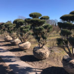 Stromy na plant&aacute;ž&iacute;ch - 14