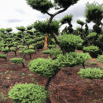 Stromy na plant&aacute;ž&iacute;ch - 08