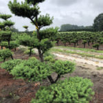 Stromy na plant&aacute;ž&iacute;ch - 32