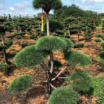 Stromy na plant&aacute;ž&iacute;ch - 31