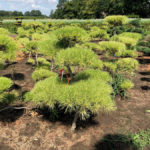 Stromy na plant&aacute;ž&iacute;ch - 21