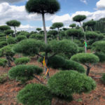 Stromy na plant&aacute;ž&iacute;ch - 18