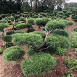 Stromy na plant&aacute;ž&iacute;ch - 26