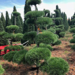 Stromy na plant&aacute;ž&iacute;ch - 29