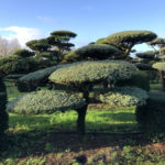 Stromy na plant&aacute;ž&iacute;ch - 24