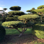 Stromy na plant&aacute;ž&iacute;ch - 28