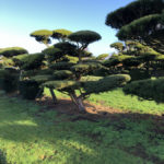 Stromy na plant&aacute;ž&iacute;ch - 23