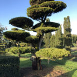 Stromy na plant&aacute;ž&iacute;ch - 37