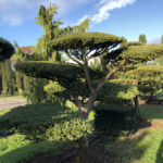 Stromy na plant&aacute;ž&iacute;ch - 44