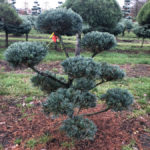 Stromy na plant&aacute;ž&iacute;ch - 19