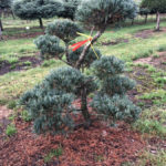 Stromy na plant&aacute;ž&iacute;ch - 41