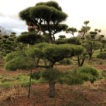 Stromy na plant&aacute;ž&iacute;ch - 46