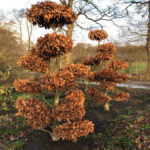 Stromy na plant&aacute;ž&iacute;ch - 34