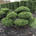 Stromy na plant&aacute;ž&iacute;ch - 12