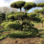 Stromy na plant&aacute;ž&iacute;ch - 42