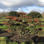 Stromy na plant&aacute;ž&iacute;ch - 13