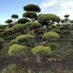 Stromy na plant&aacute;ž&iacute;ch - 09