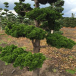 Stromy na plant&aacute;ž&iacute;ch - 06