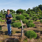 Stromy na plant&aacute;ž&iacute;ch - 36