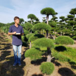 Stromy na plant&aacute;ž&iacute;ch - 17