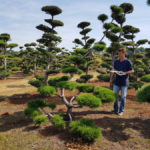 Stromy na plant&aacute;ž&iacute;ch - 15