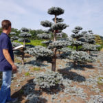 Stromy na plant&aacute;ž&iacute;ch - 27