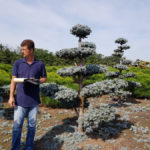 Stromy na plant&aacute;ž&iacute;ch - 05