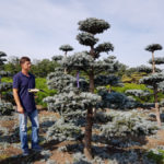 Stromy na plant&aacute;ž&iacute;ch - 43