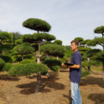 Stromy na plant&aacute;ž&iacute;ch - 30