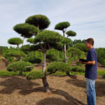 Stromy na plant&aacute;ž&iacute;ch - 25