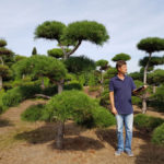 Stromy na plant&aacute;ž&iacute;ch - 10