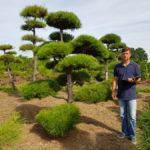 Stromy na plant&aacute;ž&iacute;ch - 22