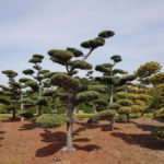 Stromy na plant&aacute;ž&iacute;ch - 16