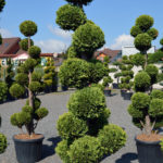 Tvarovan&yacute; cypři&scaron;ek Lawsonův 'Ivonne'