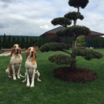 V&yacute;sadba tvarovan&yacute;ch stromů - 03