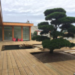 V&yacute;sadba tvarovan&yacute;ch stromů - 06