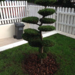 V&yacute;sadba tvarovan&yacute;ch stromů - 07