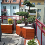 V&yacute;sadba tvarovan&yacute;ch stromů - 10