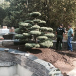 V&yacute;sadba tvarovan&yacute;ch stromů - 11