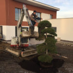 V&yacute;sadba tvarovan&yacute;ch stromů - 16