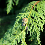 Vět&eacute;vka cypři&scaron;ku nutkajsk&eacute;ho (foto: Petr Hor&aacute;ček)