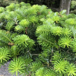 Větvička jedle korejsk&eacute;