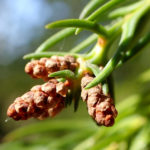 Větvička kryptomerie se samč&iacute;mi &scaron;i&scaron;ticemi (foto: Krzysztof Ziarnek)